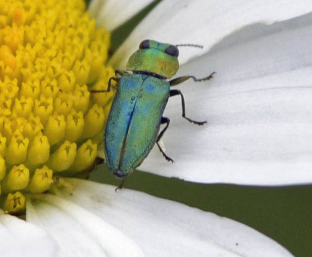 Anthaxia nitidula maschio, Buprestidae